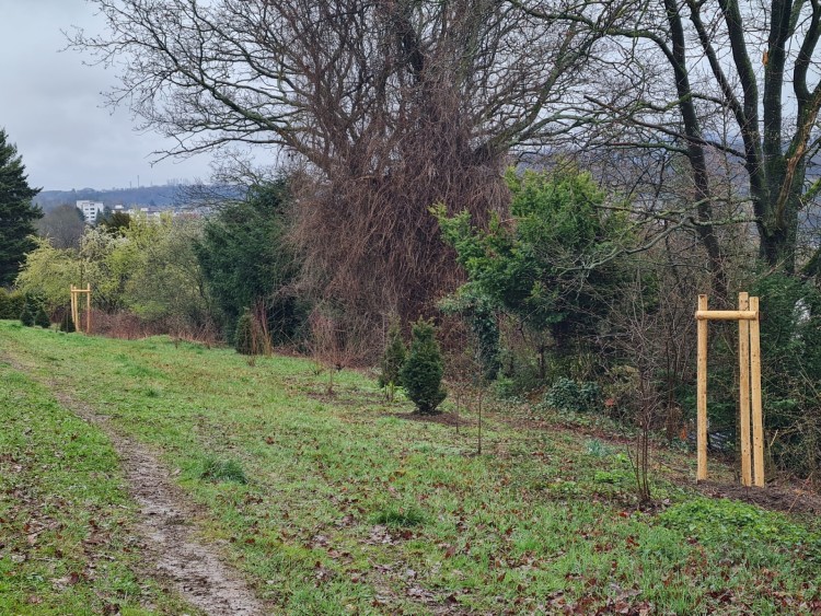 Bäume und Sträucher wurden gepflanzt
